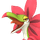 Tropicaw